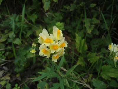 Fiori di Ottobre.JPG