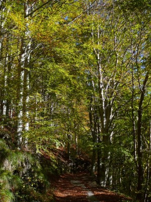 Il bosco nei pressi di Maestà del Tribbio