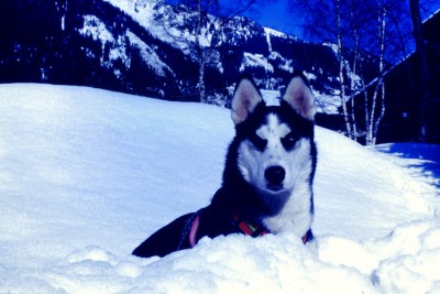 questa era la mia prima husky......