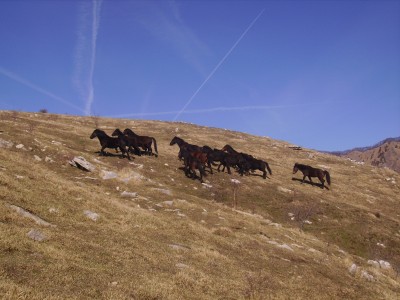 cavalli liberi sotto al monte coppello