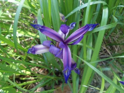 iris graminea.JPG