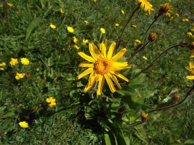 Arnica d'oro.JPG