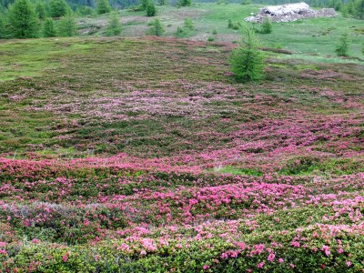 Rododendri in fiore