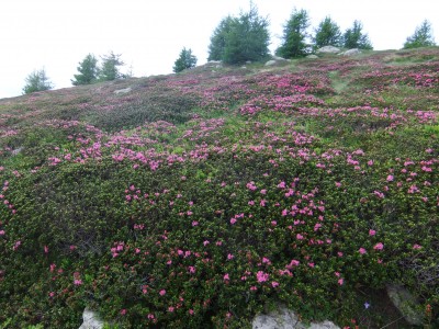 Ancora rododendri in fiore