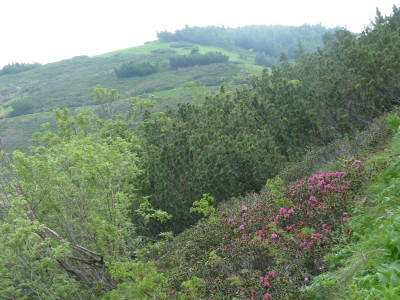 Rododendri Passo del Duca 539.JPG