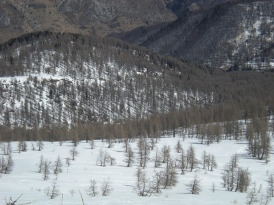 il bosco delle Navette