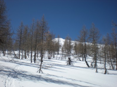 gli ultimi larici sembrano accompagnarmi verso la cima