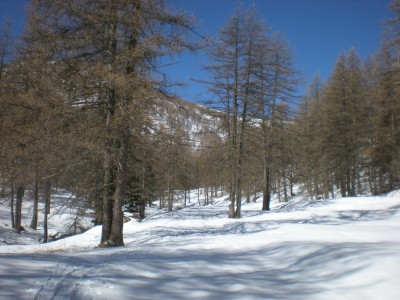 il bosco in basso