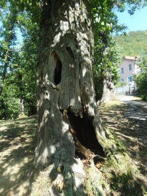 L'albero delle streghe.JPG