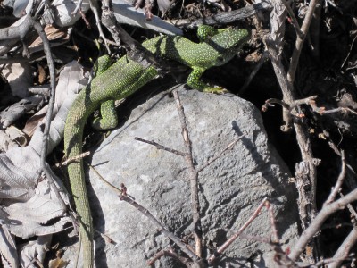 ramarro sotto al rifugio Mongioie