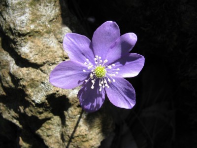 La primavera sulla strada dei giassi