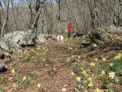 La primavera sulla strada dei giassi