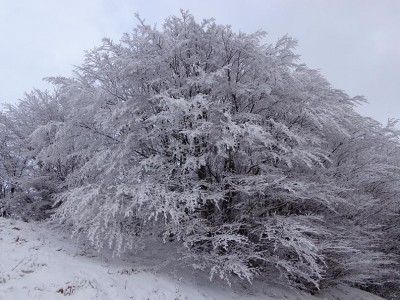 Alberi di cristallo.JPG