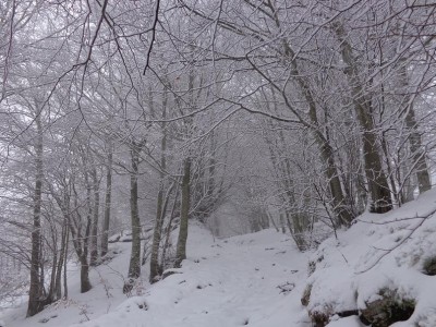 Utimo tratto Bavastrelli - Rifugio.JPG