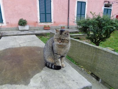 Gatto guercio a Soviore.JPG