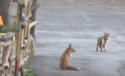 il gatto e la volpe