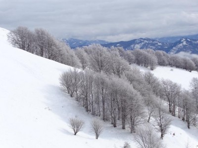 Alberi di cristallo.JPG