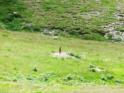 Marmotta di guardia