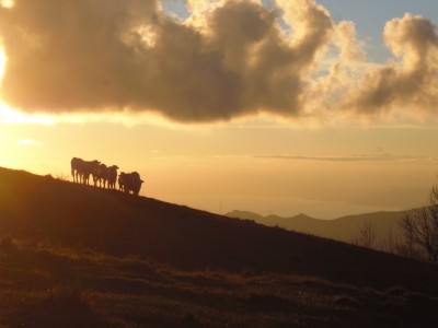 Al pascolo al tramonto a Pian di Croce