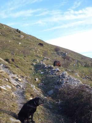 Pascolo verso il Candelozzo.JPG