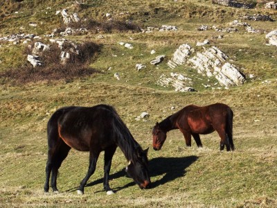 Cavalli al pascolo