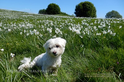 Fioritura dei narcisi (con Lilly) al Pian della Cavalla