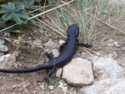 20150822_172727 Salamandra di Lanza.jpg