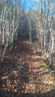 L'entrata nel bosco