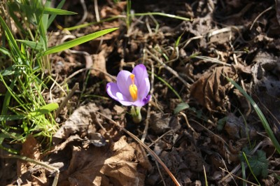 la primavera sta arrivando! ( o forse è l'inverno che non è mai arrivato!!)