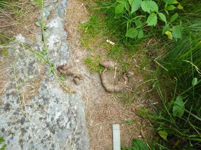 Questa fotografata a luglio in bassa valsusa, la lunghezza era di circa 14 cm