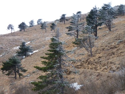 La calabrosa sugli alberi