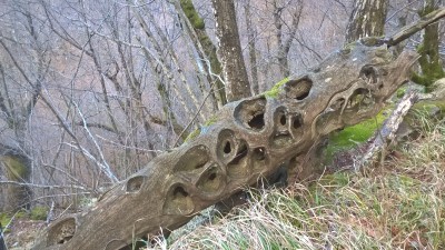 sculture nel bosco.jpg