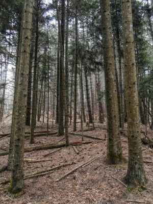 Bosco delle fate foto Giuseppe