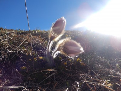 Luci del mattino: Pulsatilla vernalis o Anenome di Montagna che dorme ancora nella sua pelosa coperta