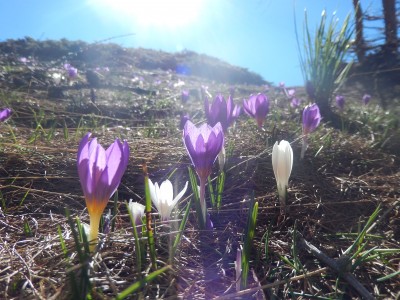 Salendo si trova la natura che si sta risvegliando sotto i primi raggi di sole....Bucaneve, Campanellini o Crochi chiamateli come volete, restano sempre piccole meraviglie colorate che accompagnano i nostri passi...