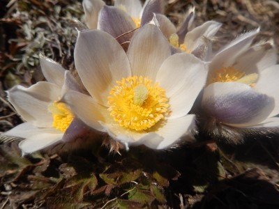 Sulla discesa ultima sorpresa della giornata....la nostra Pulsatilla o per jamaici Anenome si è aperto al nuovo giorno e dentro di lui sulla dx zoomando la foto uno strano microbico animaletto arancione sembra vi abbia trovato casa :) noi siamo ormai in vista dell'auto e il pensiero va in ua sola direzione BIRRA :)