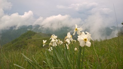 Narcisi sul Buio 2.jpg