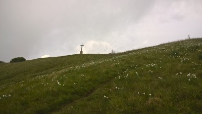 Narcisi monte Buio maggio 2017.jpg