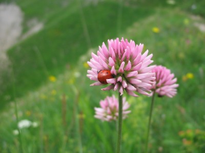 trifoglio con coccinella.JPG