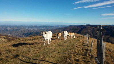 Signora mucca e famiglia