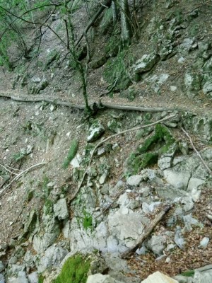 Bosco tra Crosi e Crasi