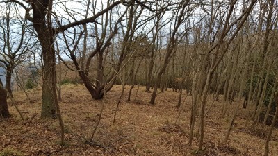 17 bosco di querce salendo a p grande.jpg