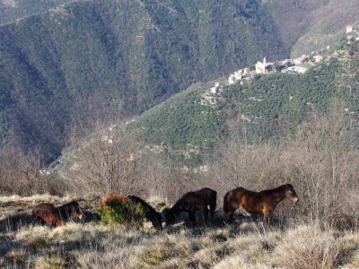cavalli presso il Cassinea
