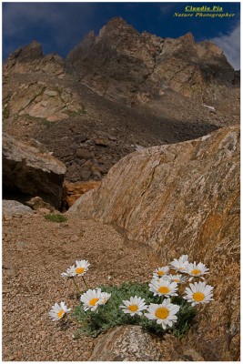 Leucantemopsis alpina.jpg