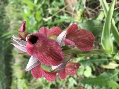 Orchidea neglecta