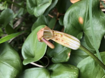 Arisarum vulgaris