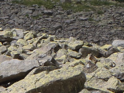 ok,qui la marmotta c'e'..basta trovarla!