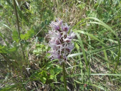 Orchidea Militare