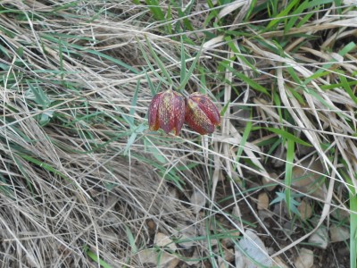 Fritillaria