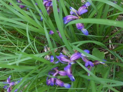 Iris Gramigna